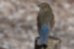 Picture of Red-flanked Bluetail7｜Blue from the tail.