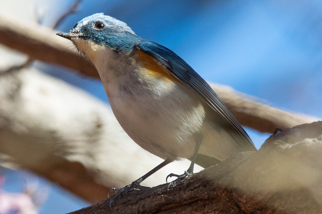 Red-flanked Bluetail - Shanghai Birding 上海观鸟