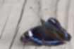 ルリタテハの写真1｜濃紺に瑠璃色の帯が入っています。