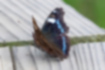 ルリタテハの写真2｜翅の裏側は樹皮や枯葉のような色をしています。