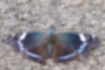 ルリタテハ | 翅の端は白い斑点になっています。