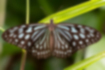 リュウキュウアサギマダラ | 浅葱色の斑点が美しいです。