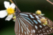 リュウキュウアサギマダラ | 体は白い斑点があります。