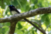 Picture of Japanese Paradise Flycatcher1｜Long tail feathers and light blue eye ring.