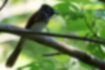 Picture of Japanese Paradise Flycatcher2｜A female with a short tail and a reddish tinge.