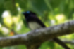 Picture of Japanese Paradise Flycatcher3｜Males have purple from shoulder to back.