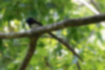 Picture of Japanese Paradise Flycatcher4｜The tail feathers are about three times as large as the body.