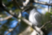 サンショウクイの写真5｜枝の中のおそらくメスです。