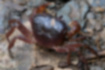 サワガニの写真3｜甲殻は赤褐色です。