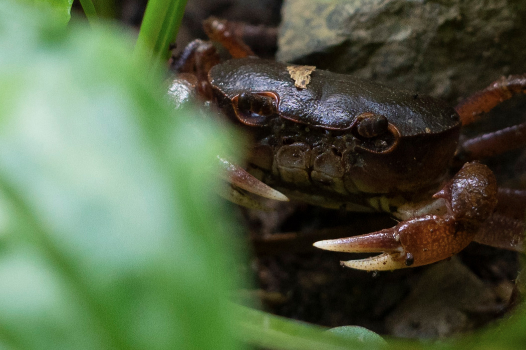 サワガニの特徴 分布 生態 写真をご紹介します 目に見えるいきもの図鑑