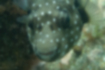 Free images of White-spotted puffer｜「There are white rocks around the eyes.」