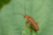 セボシジョウカイの写真1｜明るい茶色をしています。