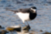 Picture of Japanese Wagtail1｜It is totally black from under the eyes to the cheeks.