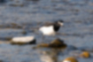 Picture of Japanese Wagtail3｜Walking along the water, singing.