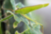 セスジツユムシの写真1｜全身が緑色です。