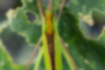セスジツユムシの写真2｜眼の後ろから褐色の筋が走ります。
