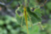 セスジツユムシの写真3｜葉の上にいました。