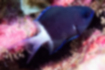 Free images of Bicolor chromisii｜「Navy body with white tail fin.」