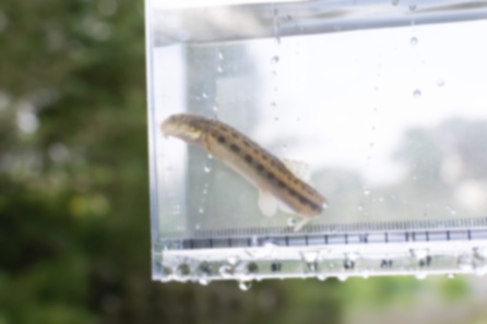 Picture of Japanese striped loach3｜Observed in a case.