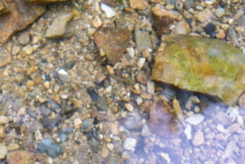 シマドジョウの写真4｜澄んだ水の底でじっとしています。