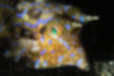シマウミスズメの写真2｜目の間から棘が飛び出ています。