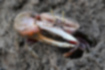 Free images of Fiddler crab｜「Males have pincers larger than their shells」