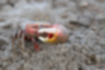 Free images of Fiddler crab｜「Opposite scissors are small.」