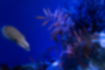 シリヤケイカの写真3｜他のイカもいる水槽です。