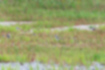 シロチドリの写真5｜草と砂地に同化しています。