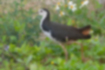 Picture of White-Breasted Waterhen1｜The upper surface is black to brown, and the belly is white.