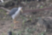 Picture of White-Breasted Waterhen2｜The base of the beak is red.