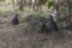 Picture of White-Breasted Waterhen3｜They were walking in the shade in pairs.