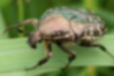 シロテンハナムグリの写真1｜緑がかった銅色に白い斑点です。