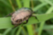 シロテンハナムグリの写真2｜前翅を広げなくても後翅を出すことができます。