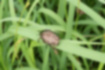 シロテンハナムグリの写真3｜迷ったあげく、草にとまりました。