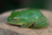 シュレーゲルアオガエルの写真1｜光沢のある鮮やかな緑色です。