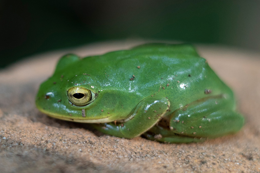 シュレーゲルアオガエルの特徴 分布 生態 写真をご紹介します 目に見えるいきもの図鑑