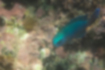 Free images of Neon damselfish｜「Individual close to cobalt blue.」