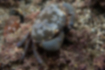 スベスベマンジュウガニの写真｜「褐色の地に白い斑紋があります。」