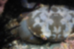 スベスベマンジュウガニの写真2｜斑紋は左右対称です。