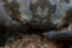 スベスベマンジュウガニの写真3｜眼の周りに黄色い模様があります。