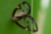 スケバハゴロモの写真1｜黒く縁取られた透明は翅です。