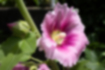 タチアオイの写真1｜ピンクの大きな花を咲かせます。