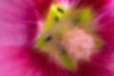 タチアオイの写真2｜アリが花の奥まで入り込んでいました。