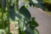 タチアオイの写真4｜葉には5裂します。
