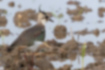 タゲリの写真1｜褐色の翼に緑や紫が入っています。