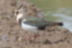 Picture of Northern Lapwing2｜Probably a female with a short crest.