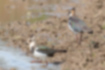 Picture of Northern Lapwing4｜Male (right) and female (left).
