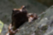 タゴガエルの写真4｜顎から腹にかけて黒っぽいです。