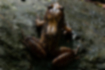 タゴガエルの写真5｜足には縞模様に黒褐色の紋が入ります。
